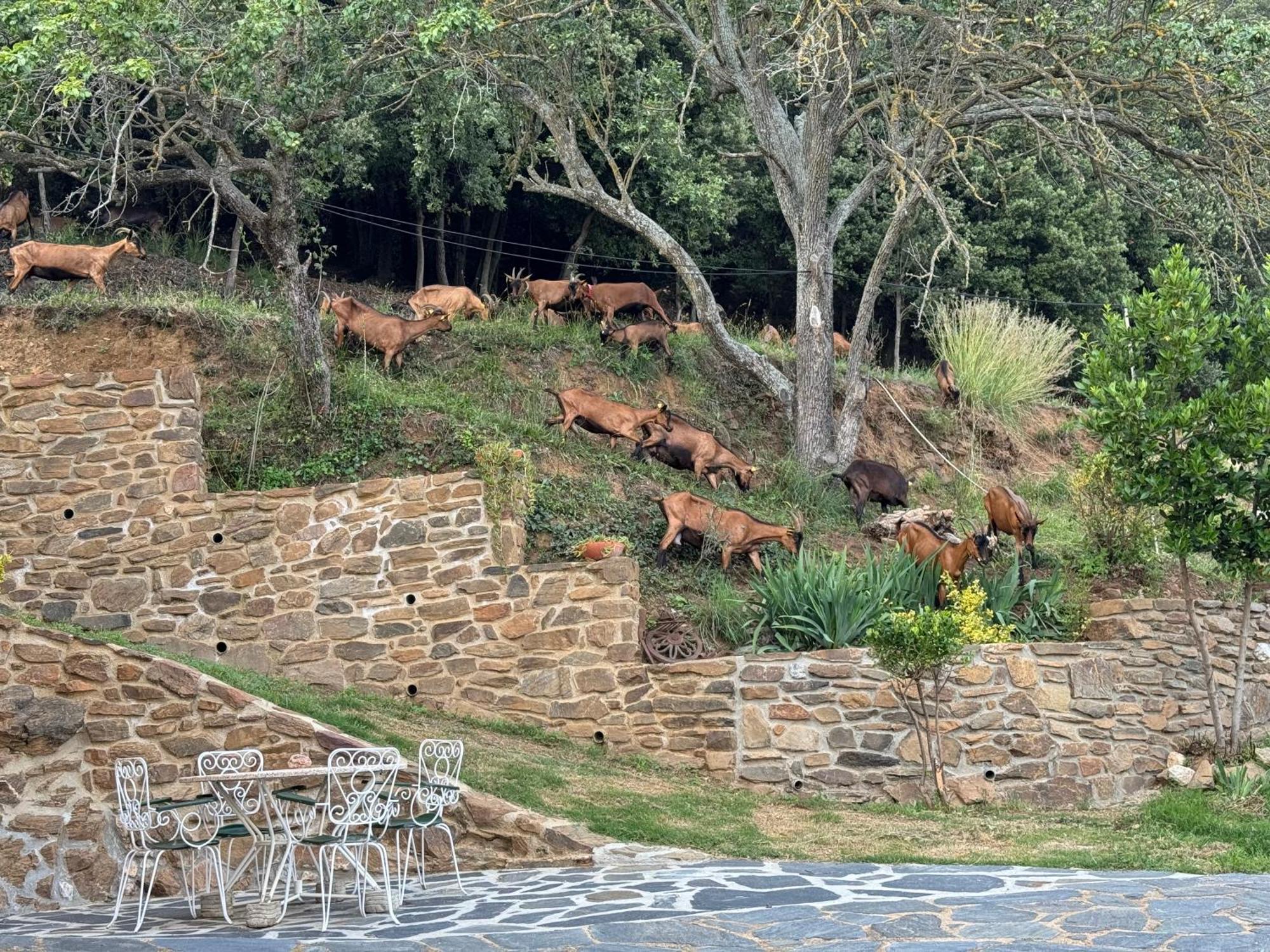 Casa Rural Cal Pages Montseny Exterior photo